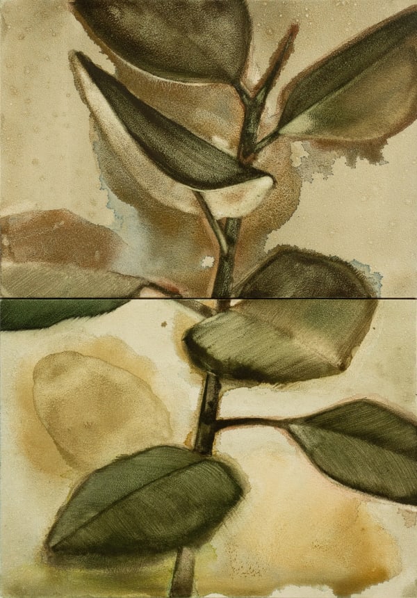 Noah Carter Guest RWS, Rubber Plant VI