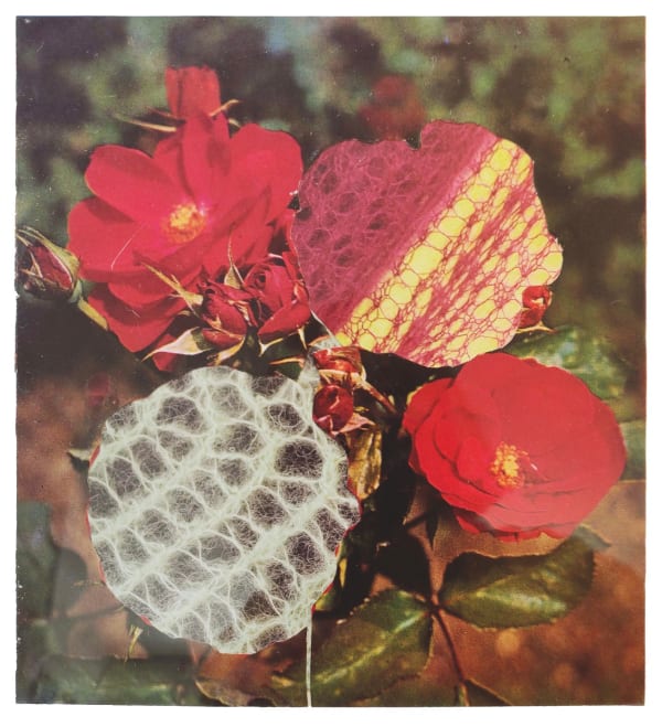 David Ferry PRE, Flower Montage IV