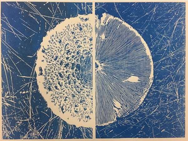 Wai Wong ARE, Mushrooms