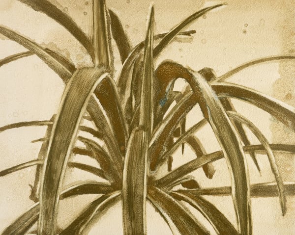 Noah Carter Guest RWS, Spider Plant IV