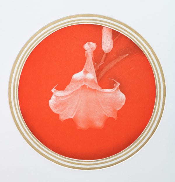 Emiko Aida RE, White Flower 3