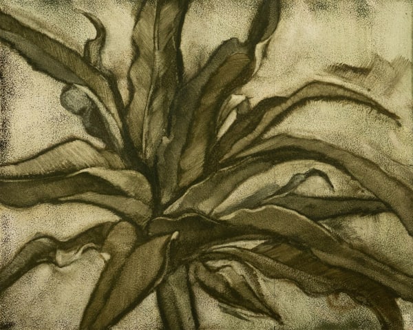 Noah Carter Guest RWS, Asplenium