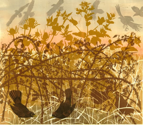 Julia Manning RE, Turdus Merula