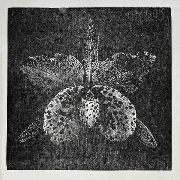 Sue Wyllie Student RE, Paphiocatteleya