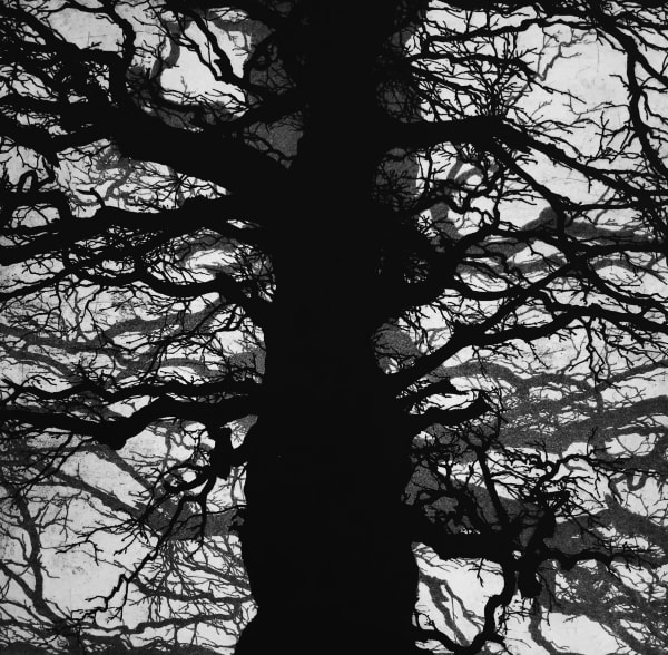 Blaze Cyan RE, Richmond Park IV