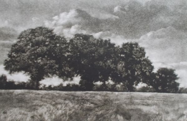 Martin Mitchell ARE, Summer Hedgerow