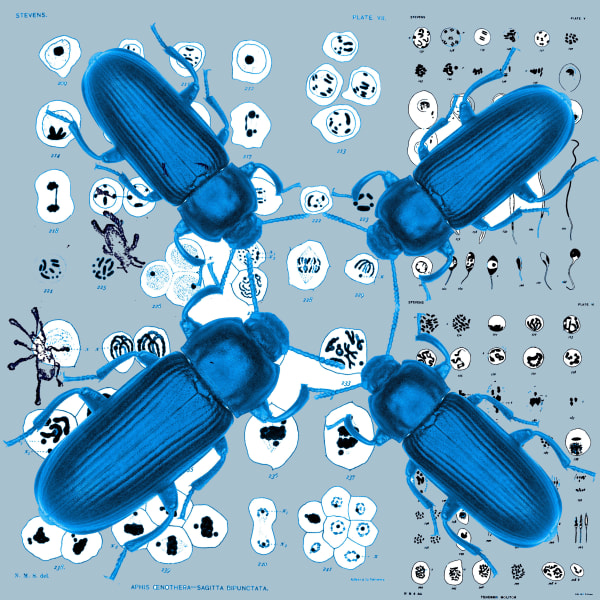 Denise Ballard-Wyllie ARE, Celebrate Unsung Science Sister Nettie Stevens 2