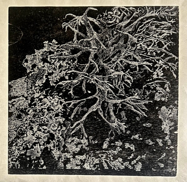 Sue Wyllie Student RE, Lichen