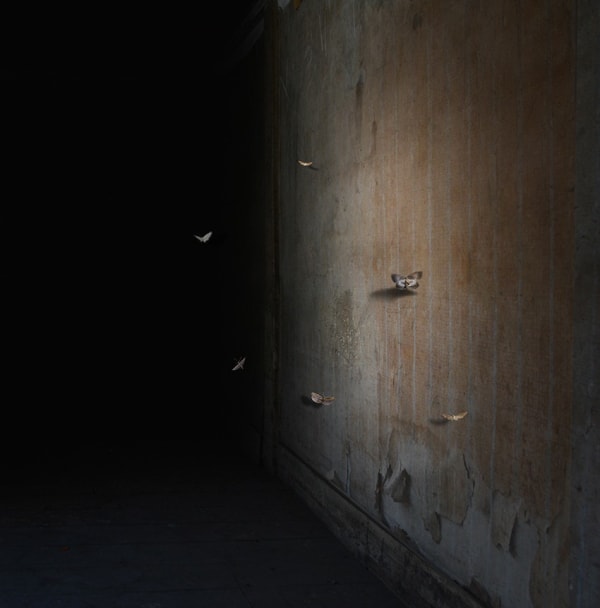 Suzanne Moxhay ARE, Eclipse