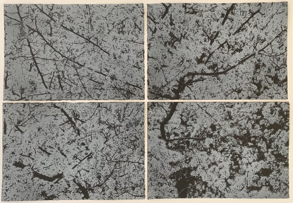 Wai Wong ARE, Positive Bloom