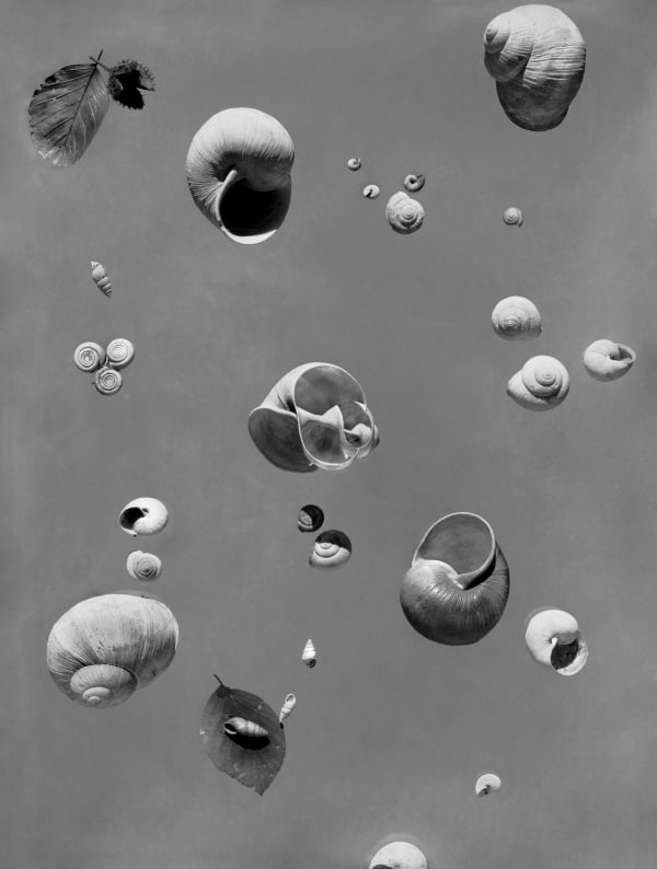 Werner Bischof, Floating Snails, Zurich, Switzerland, 1936