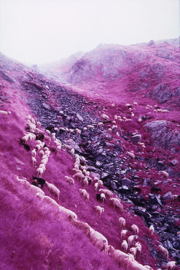 Simone Kappeler, Schaftrieb zur Medelser Hütte II, 21.7.2005, 2005