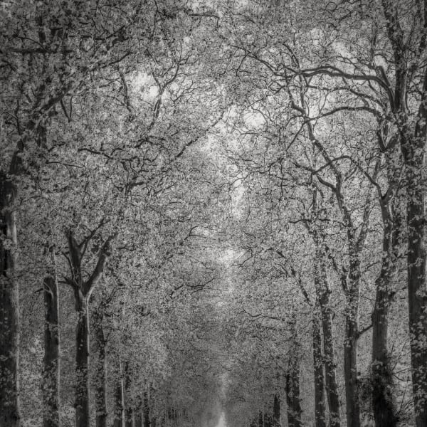 Jeffrey Conley, Entwined Trees and Path, Fontainebleau, France, 2022