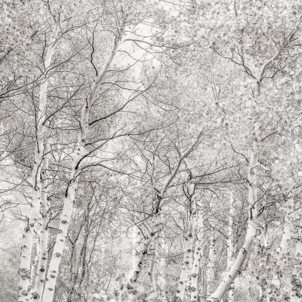 Jeffrey Conley, Sierra Aspen, California, 2014