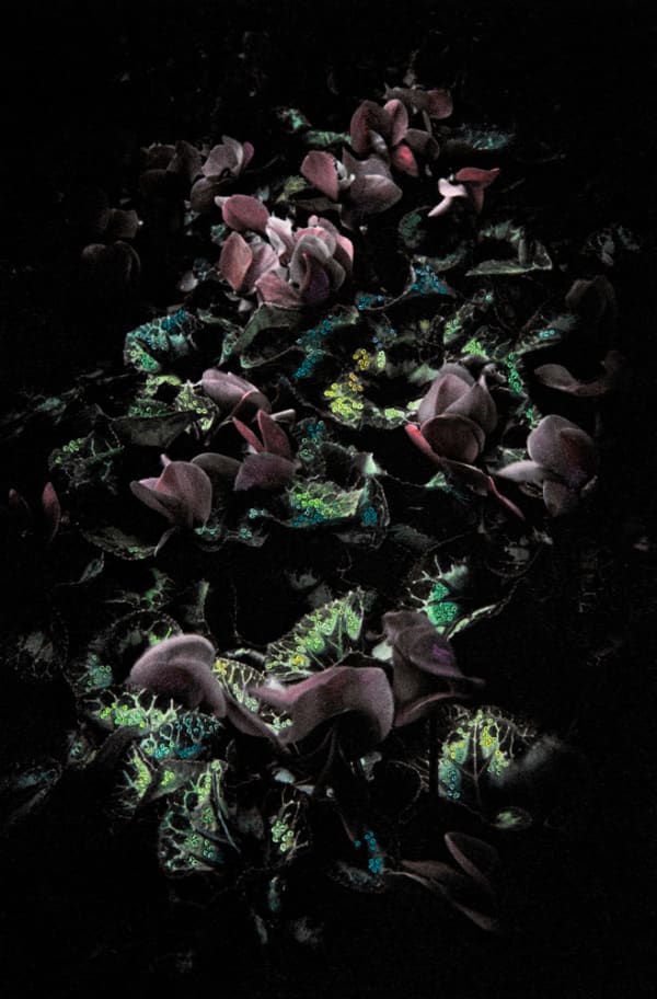 Aimée Hoving, Light red Cyclamen, 2023