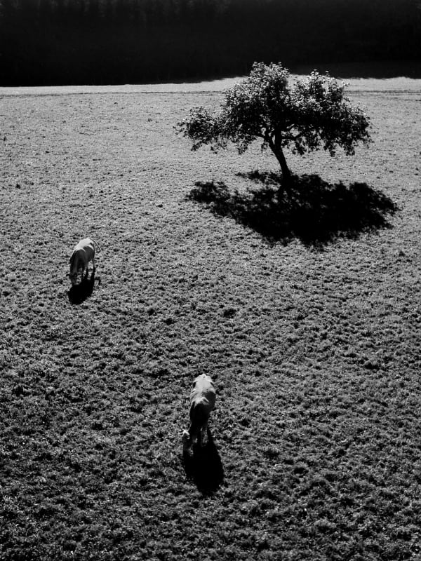 René Groebli, Kuhweide Landdienst (#1427), Winterberg, Schweiz, vintage, 1946