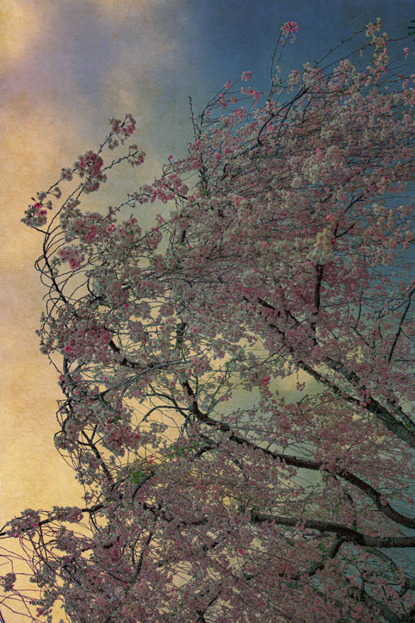 Albarrán Cabrera, The Mouth of Krishna #60056, 2018