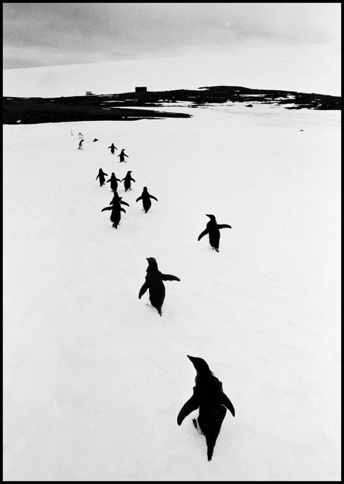 Thomas Hoepker, Penguins fleeing from tourists, Antarctica, 1969
