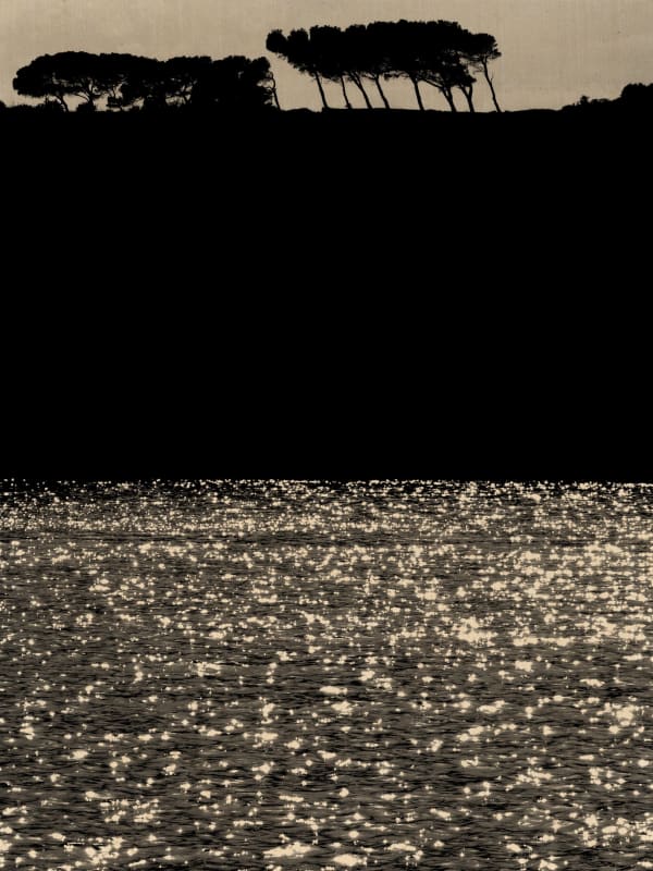 Paul Cupido, Koyama Trees, 2023