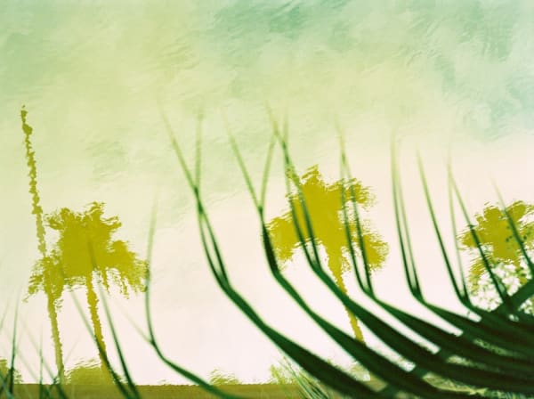 Philipp Keel, Reflection of Palm Trees, 2007