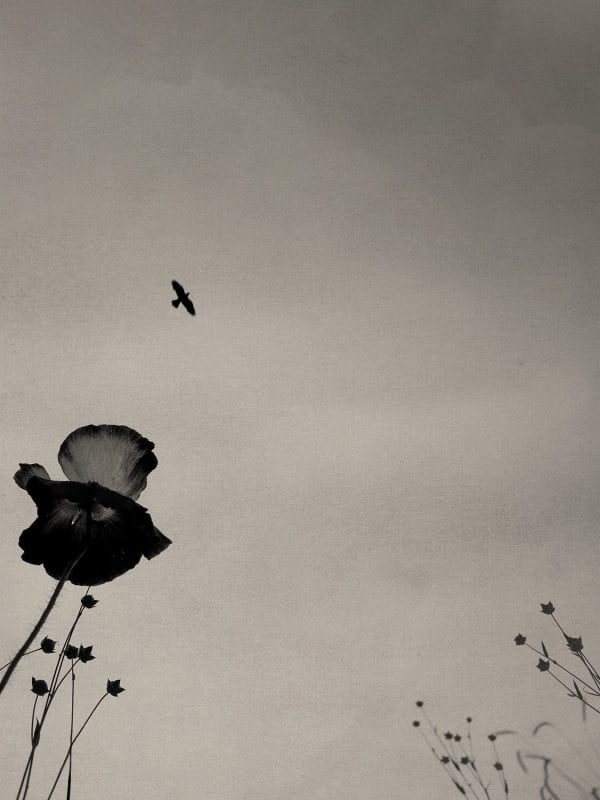 Paul Cupido, Chloé dans les champs I, 2022