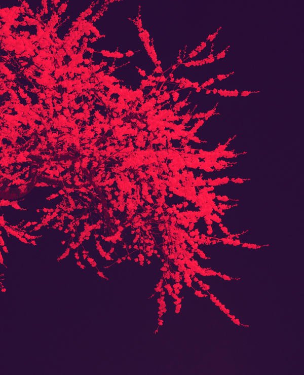 Simone Kappeler, Kirschbaum, Wolfikon, 18.4.2022, 2022