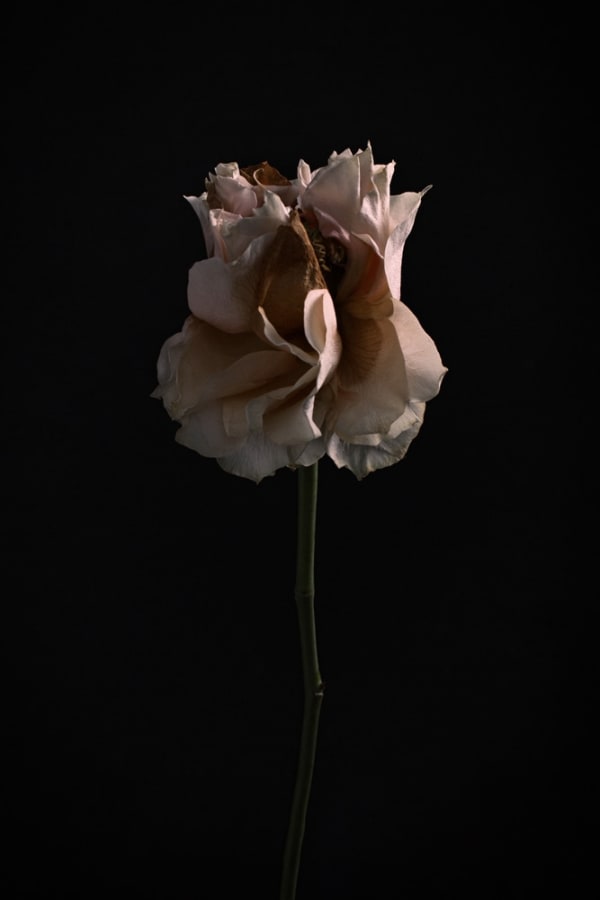 Ilona Langbroek, Rose, 2018