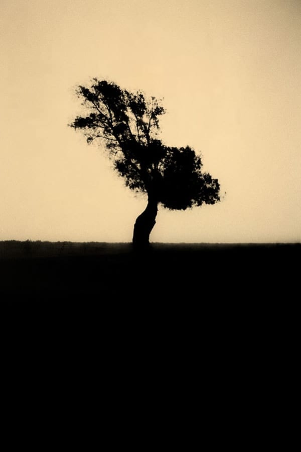 Paul Cupido, Yumemiru, 2016