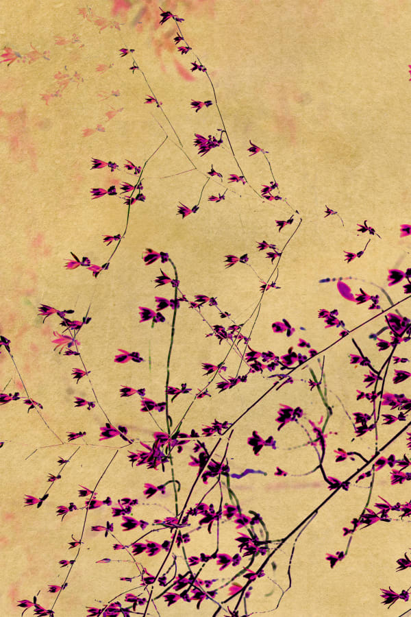 Albarrán Cabrera, The Mouth of Krishna #925, 2018