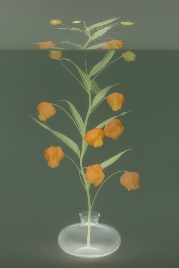 Danielle Kwaaitaal, Mirage Series - Sandersonia, 2024