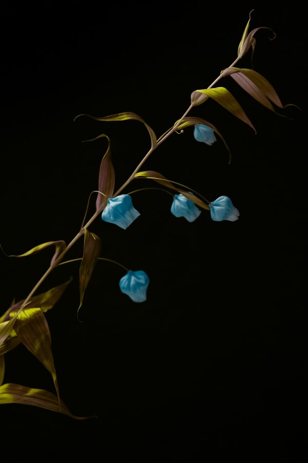 Ilona Langbroek, Chinese Lantern Lily, 2018