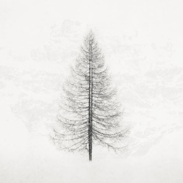 Jeffrey Conley, Tree and Falling Snow, 2020