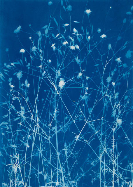 Simone Kappeler, Skabiose und Hafergras, Bages, 26.6.2018, 2018