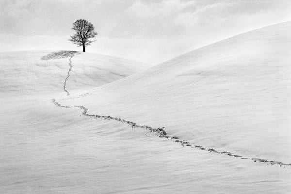 René Groebli, Spuren im Schnee (#657), Hirzel, Schweiz, 1991