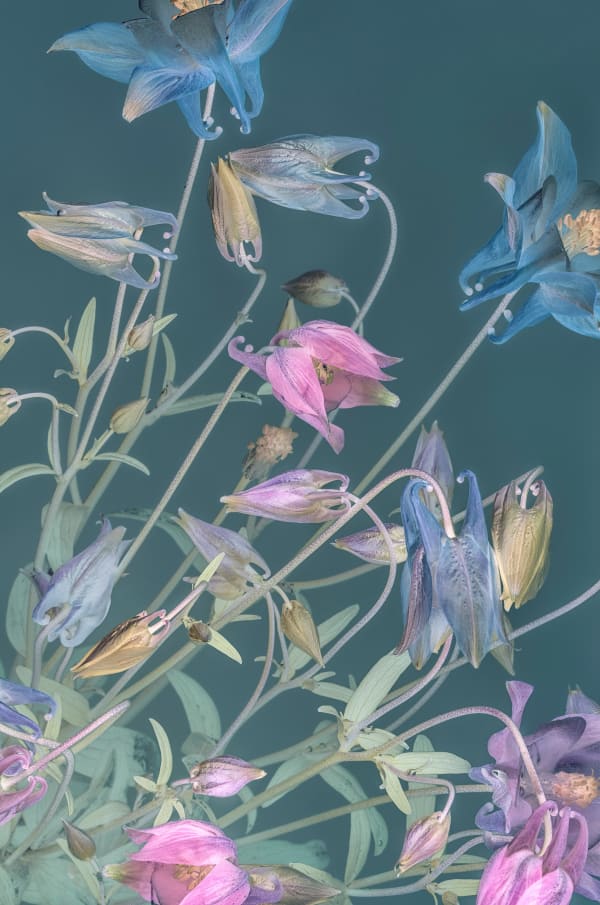 Danielle Kwaaitaal, Florilegium P41, 2017