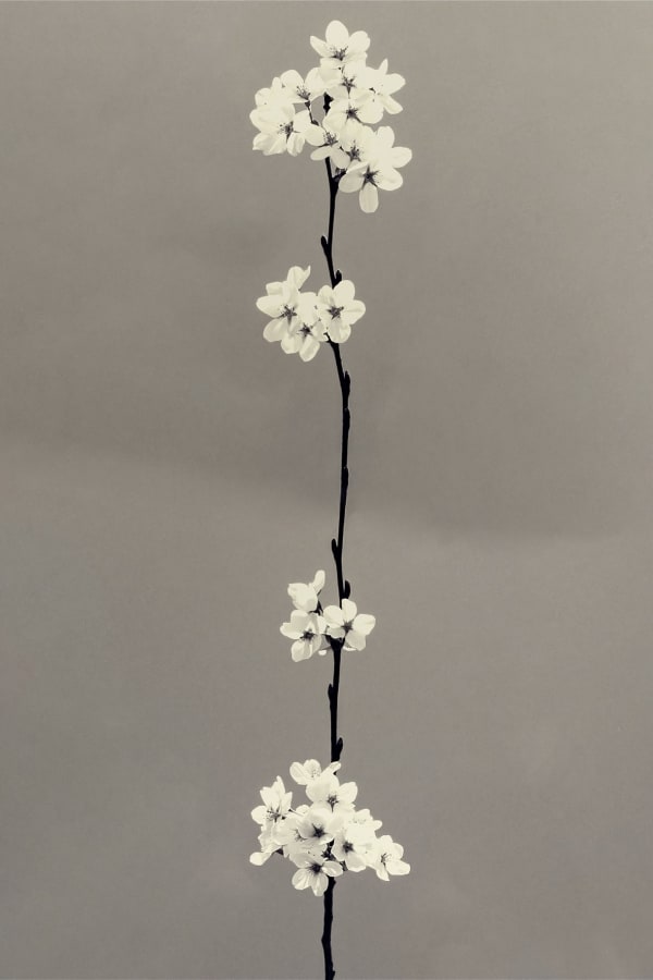 Paul Cupido, Sakura Bloom, 2024