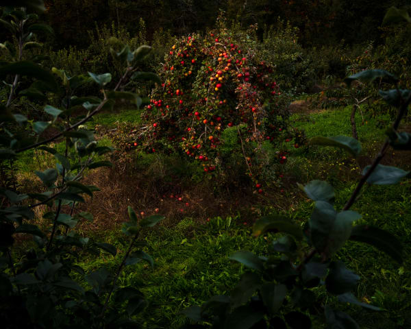 Cig Harvey, Apple Tree (Last Night), Thomaston, Maine, 2021