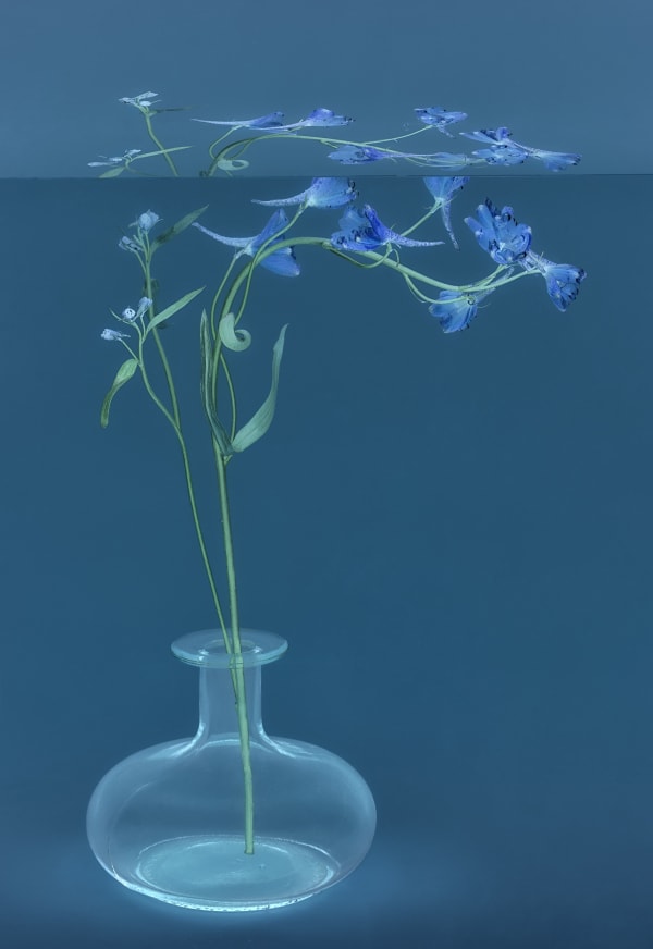 Danielle Kwaaitaal, Mirage Series - Delpinium, 2024