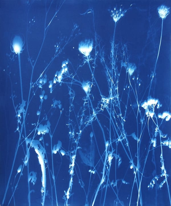 Simone Kappeler, Buntbrache mit Karde Wilder Möhre und Rainfarn, Sandplatte, 9.12.2016, 2016