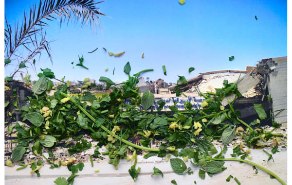 Laurence Aëgerter, Taraxacum officinale i.a. – Gaza, Palestina, from the series Healing Plants for Hurt Landscapes, 2015