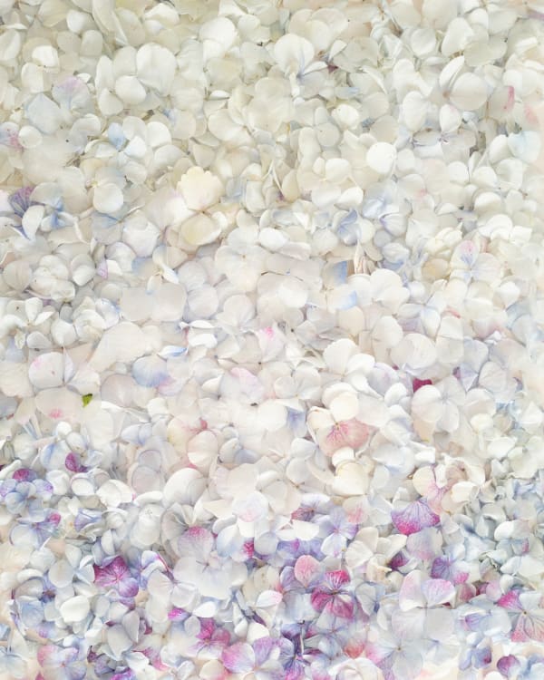 Cig Harvey, Ombred Hydrangea Petals , 2021