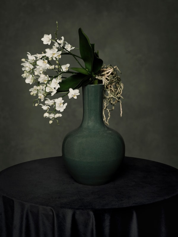 Ilona Langbroek, Uprooted, 2023