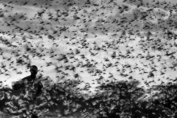 René Groebli, Heuschreckenschwarm (#609), Vintage, 1952