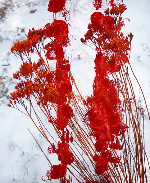 Douglas Mandry, Flowers II, from the series Unseen Sights, 2017