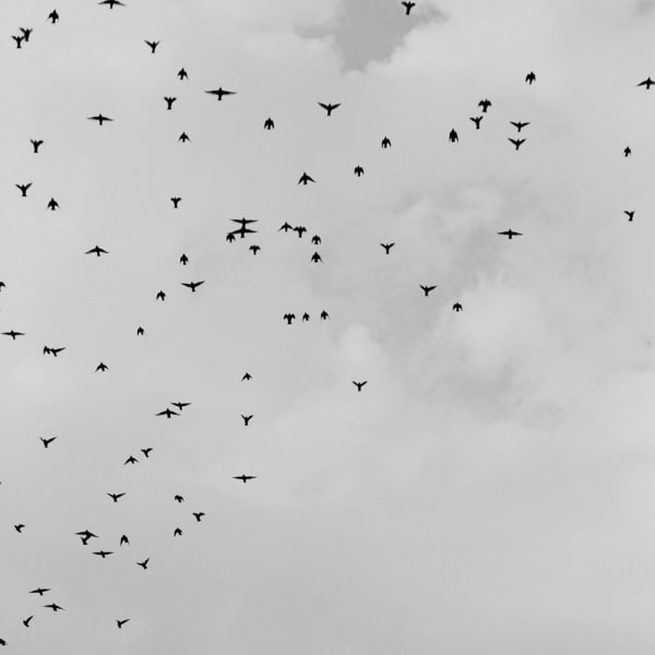 Richard de Tscharner, Étourneaux sansonnets, Grandvaux, Suisse, 2015