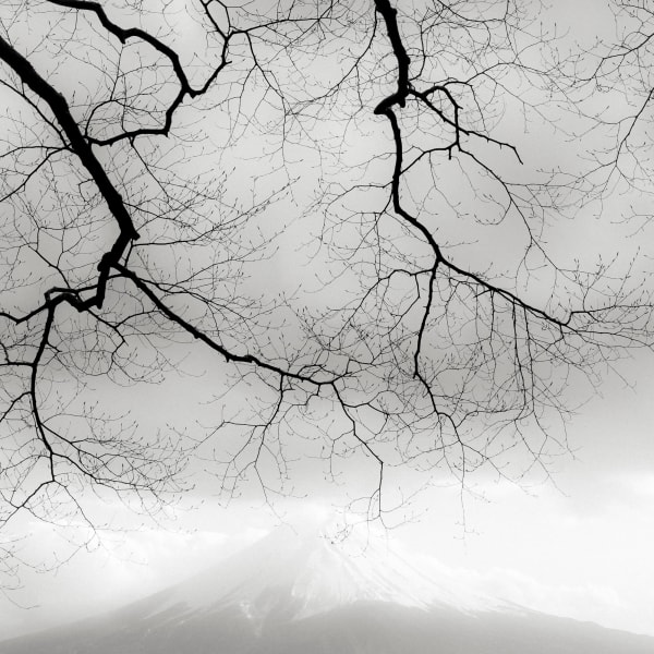 Jeffrey Conley, Hanging Branches and Mount Fuji, Japan, 2025