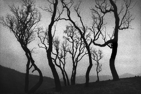 René Groebli, Burned Trees (#822), South of France, 1987