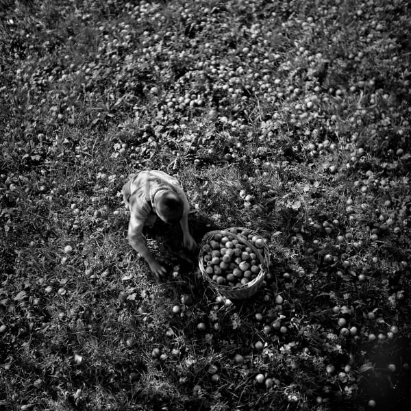 René Groebli, Apple harvest, Winterberg, Switzerland / Apfelernte (#1426), 1946