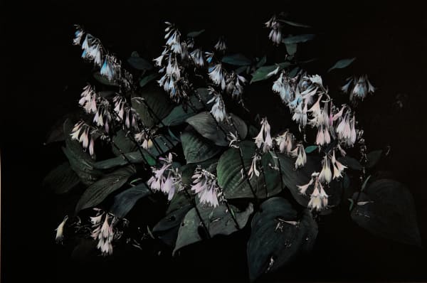 Aimée Hoving, Hosta, 2023