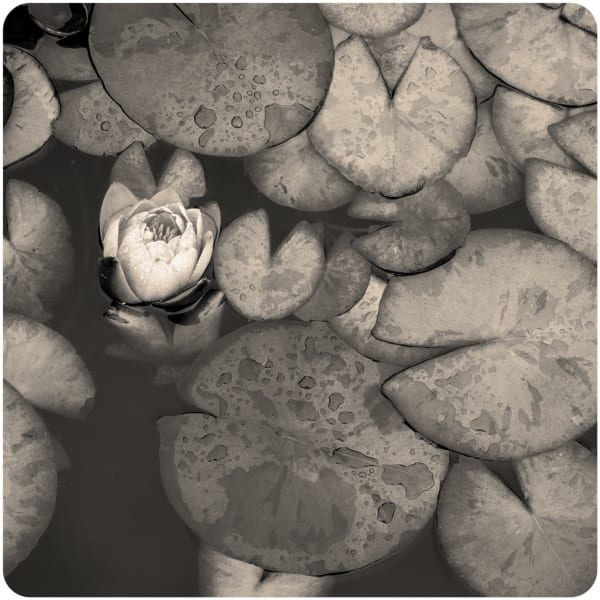 Jeffrey Conley, Pond Lily, Oklahoma, 2003